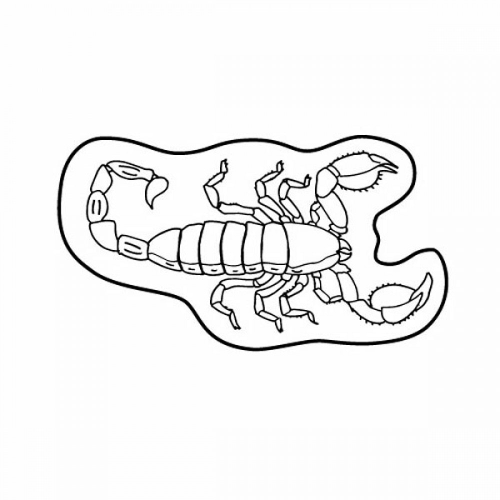 Promotional Magnet - Scorpion - Full Color