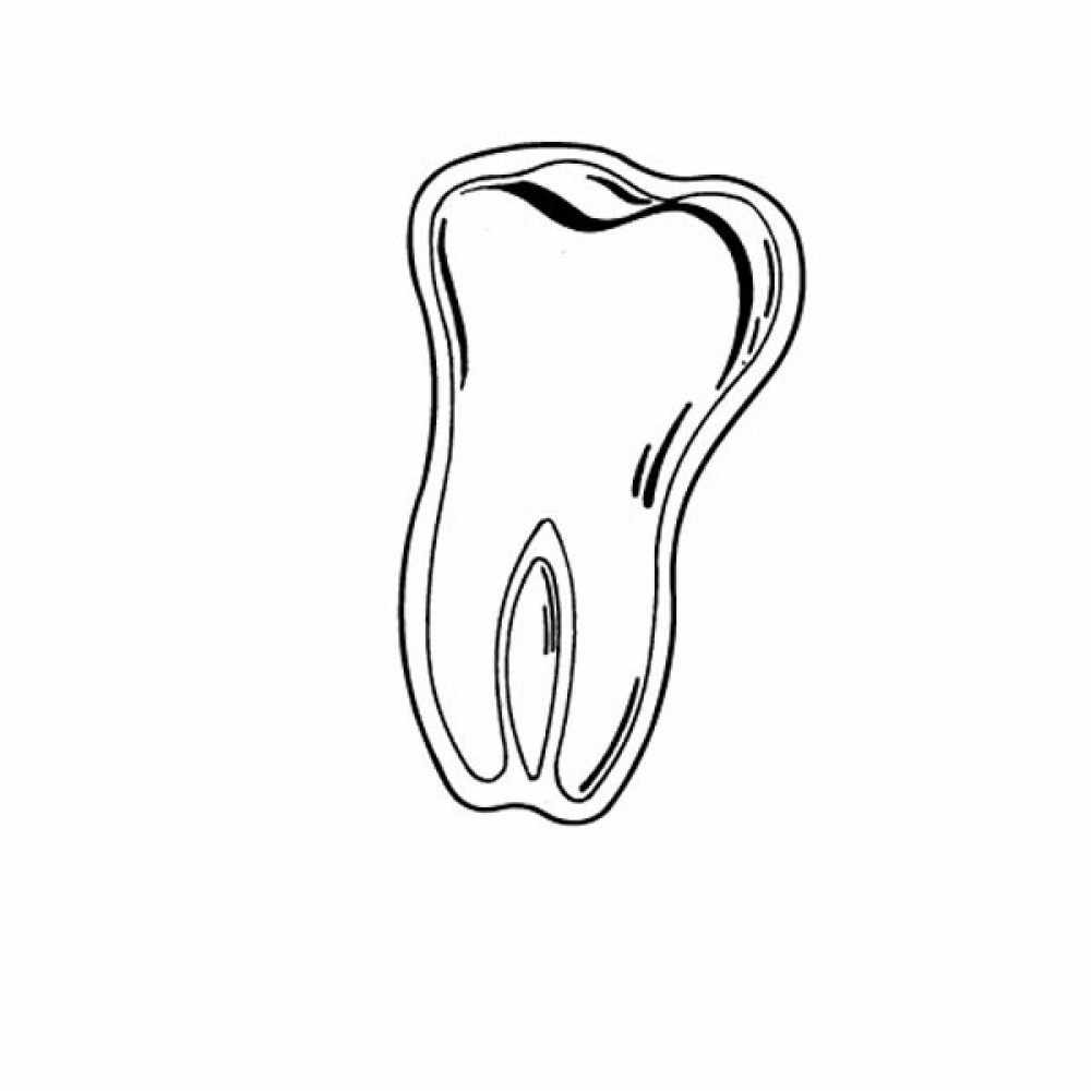 Magnet - Molar/Tooth - Full Color with Logo
