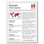 Promotional 30 Mil Laminated Rectangle Magnet w/Square Corners