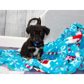 Personalized 60" x 80" Fleece Blanket w/Hemmed Sides