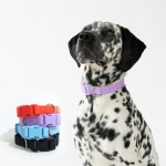 Springer Large Dog Collar with Logo