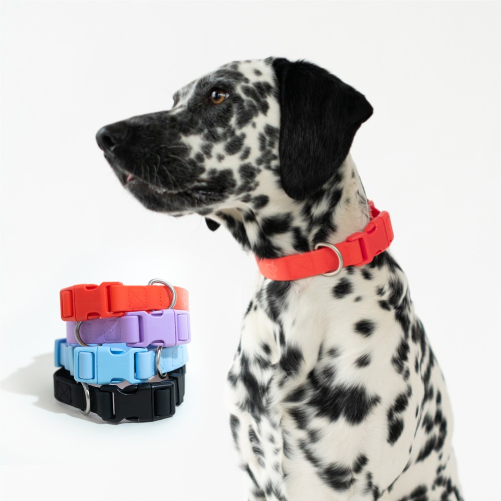 Custom Springer Medium Dog Collar
