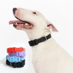 Personalized Springer Extra Large Dog Collar