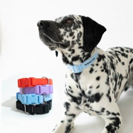 Customized Springer Small Dog Collar