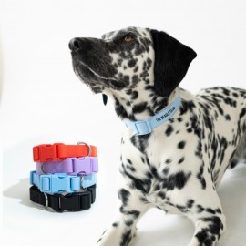 Customized Springer Small Dog Collar  Customized Springer Small Dog Collar